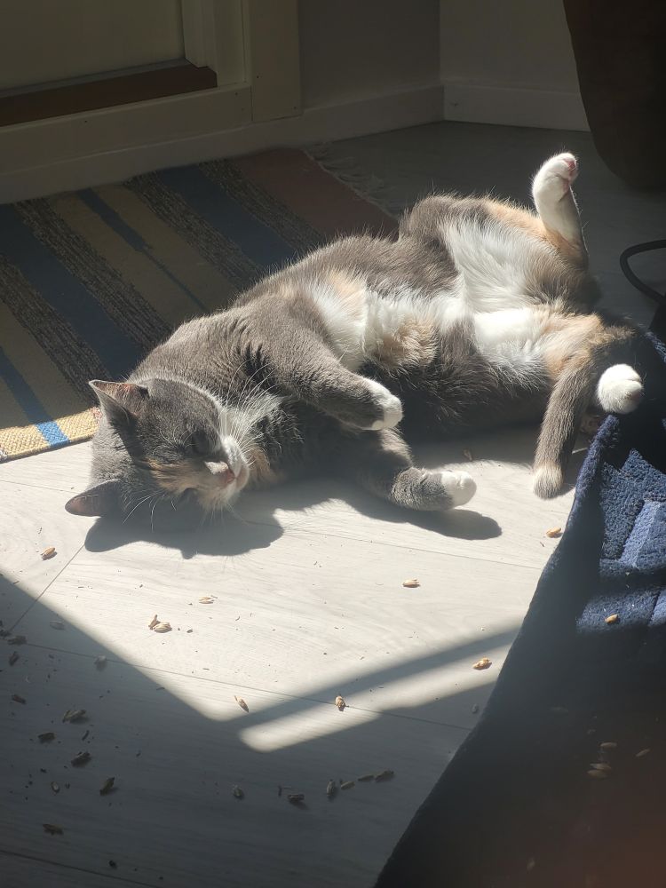 Photo of a cat on its back, belly up, in the sun.

