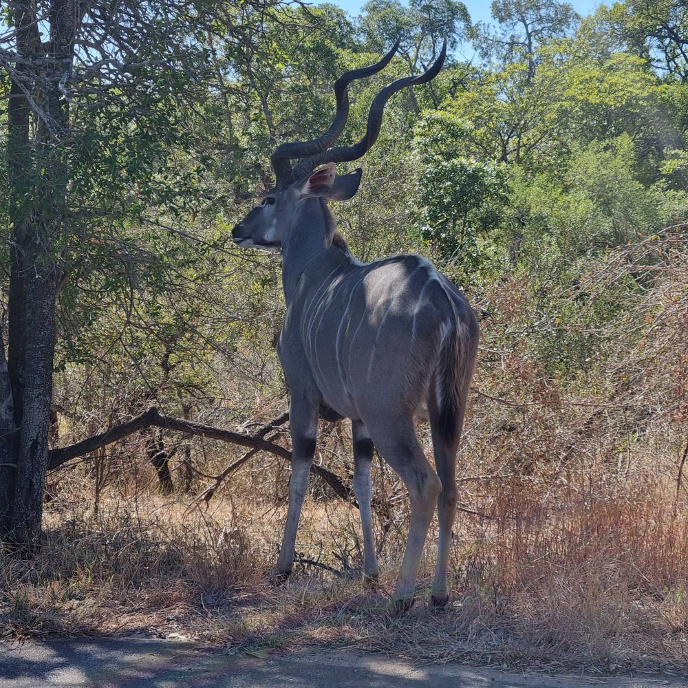 Photo of a kudu.