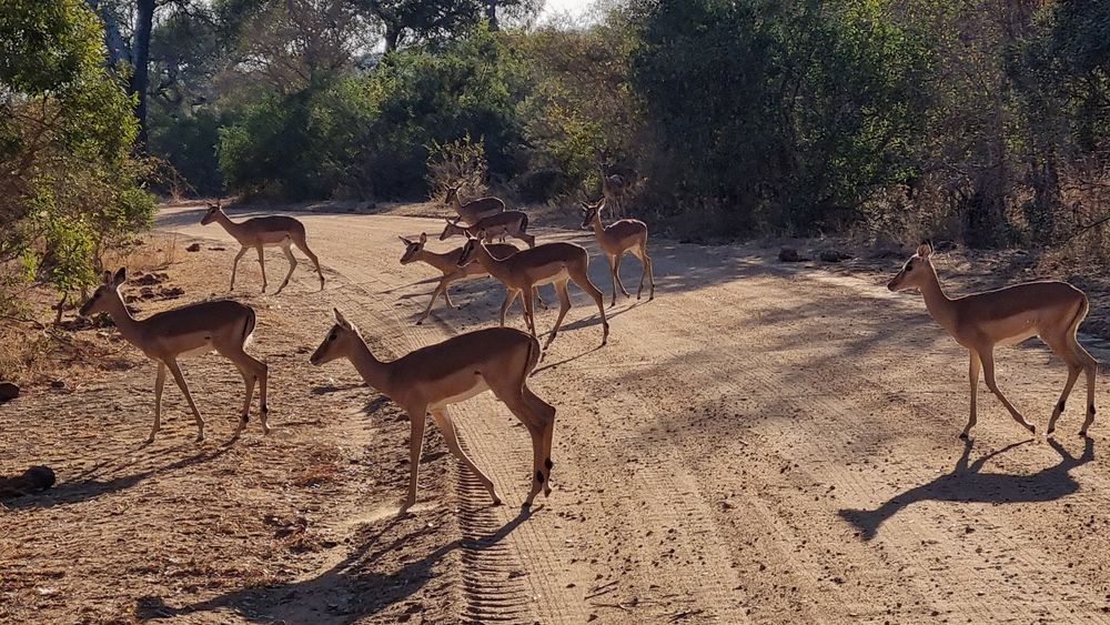 Several rooibokke crossing the road.