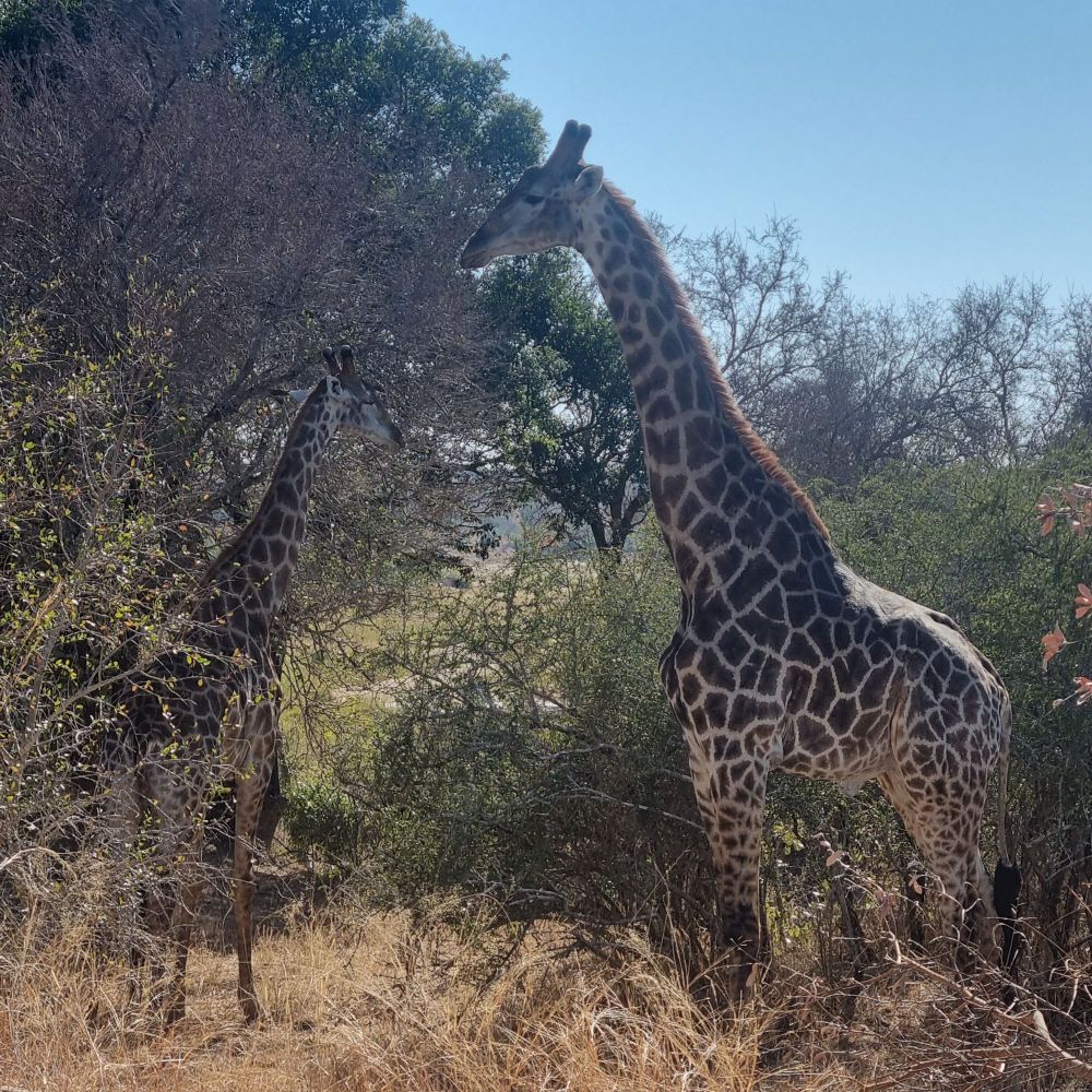 Photo of two giraffes among trees, eyeing the camera.