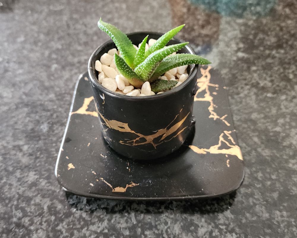 A photo of the black and gold kintsugi-print espresso cup from the quoted post, glued back together, with a small succulent plant in it, among small white rocks.