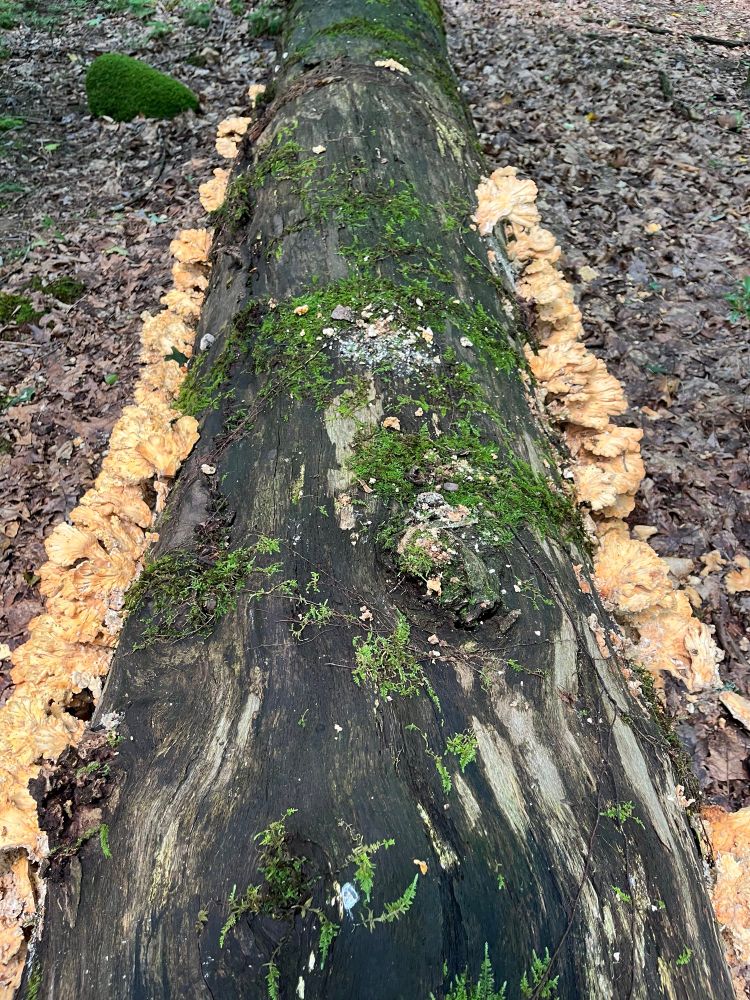 Downed mossy tree being broken down by golden, beige fungus lining both sides of it