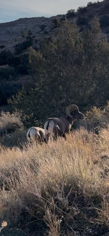 A bighorn ram and ewe standing among golden grasses in the foreground, lit by the morning sun, with a dark background of a shaded, sagebrush covered hillside. Their white butts stand out, split by black tails. 