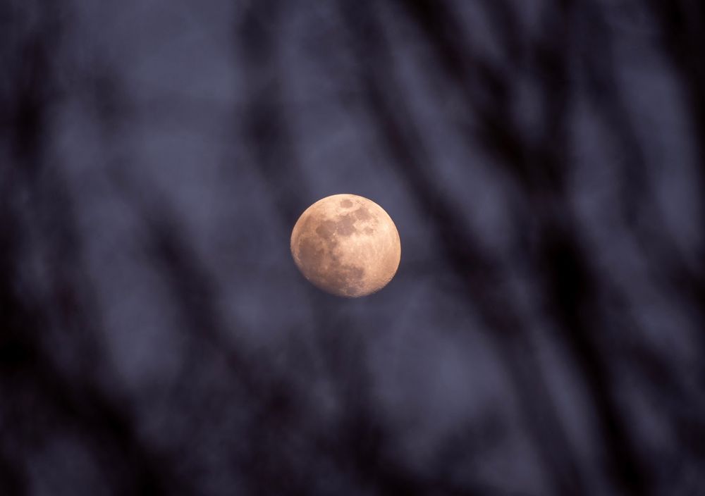 Nearly full moon behind blurred tree branches. 