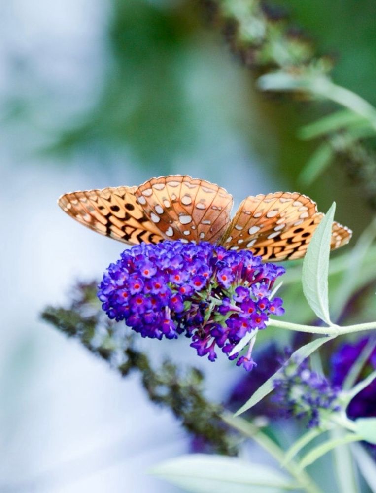 Fritillary wings spread perched atop purple butterfly bush spike. 