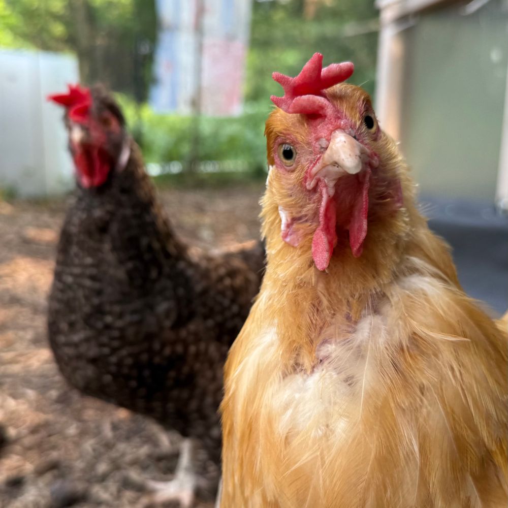 two chickens. the chicken in the foreground has a very inquisitive look, as if to say “hmm!?”