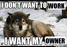 Pic of a wolf that says I don't want to work I want my owner