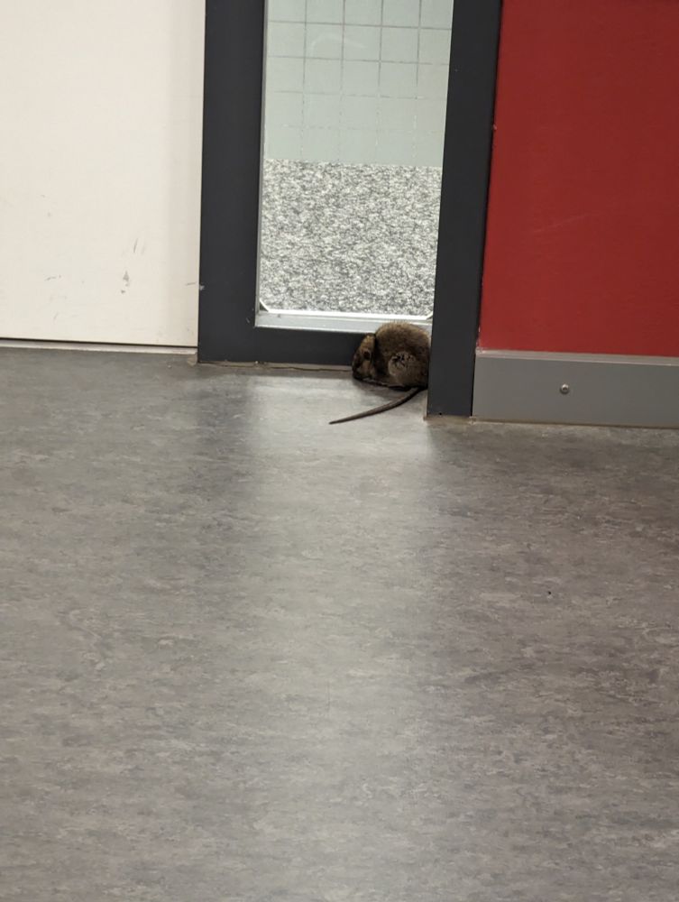 Ratte sitzt vorm Lehrerzimmer