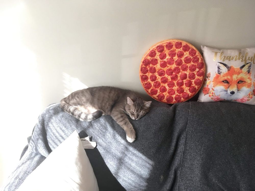 a photo of a cute, senior grey tabby sleeping on the back of a couch with his limbs hanging over the edge lazily; next to him is a novelty pillow shaped like a pizza 