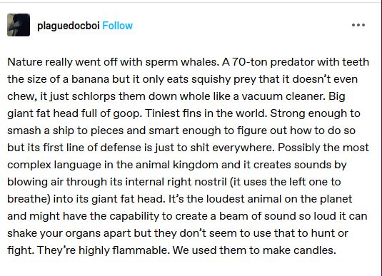 Nature really went off with sperm whales. A 70-ton predator with teeth the size of a banana but it only eats squishy prey that it doesn’t even chew, it just schlorps them down whole like a vacuum cleaner. Big giant fat head full of goop. Tiniest fins in the world. Strong enough to smash a ship to pieces and smart enough to figure out how to do so but its first line of defense is just to shit everywhere. Possibly the most complex language in the animal kingdom and it creates sounds by blowing air through its internal right nostril (it uses the left one to breathe) into its giant fat head. It’s the loudest animal on the planet and might have the capability to create a beam of sound so loud it can shake your organs apart but they don’t seem to use that to hunt or fight. They’re highly flammable. We used them to make candles. 