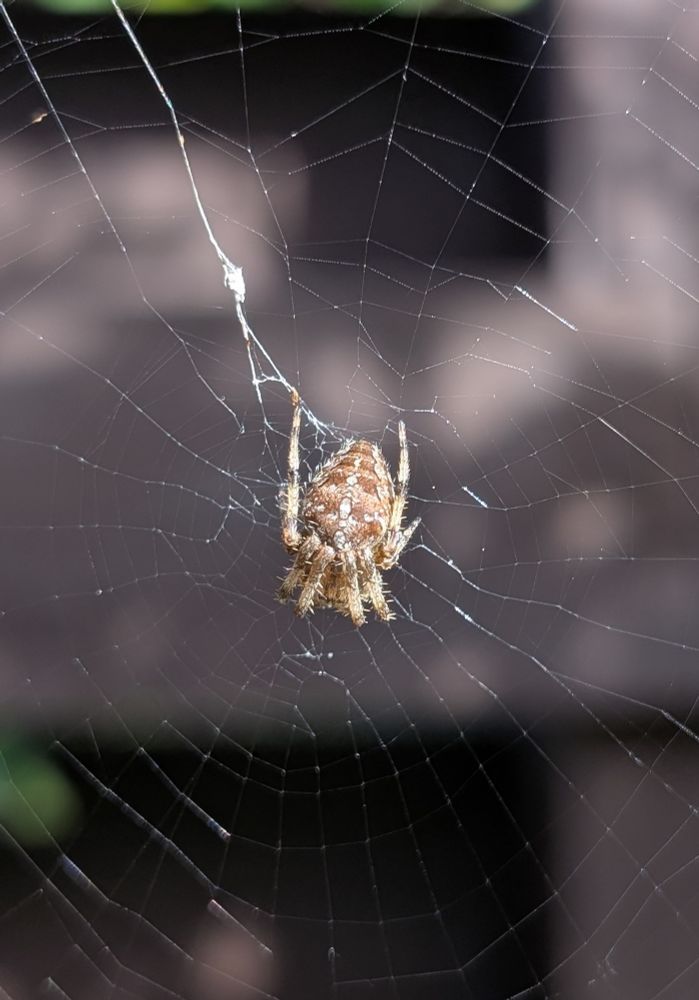 Garden Spider UK in centre of a web