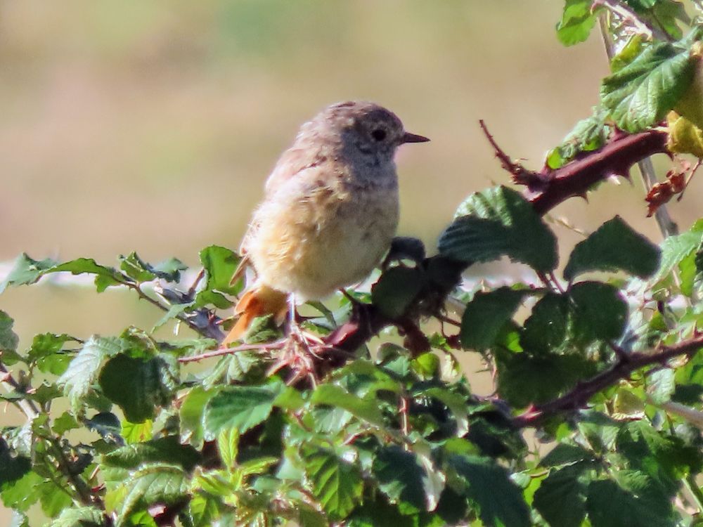 Female Redstart