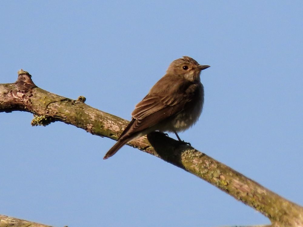 Juvenile Spotted Flycatcher 