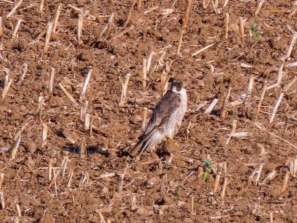 Young Peregrine 