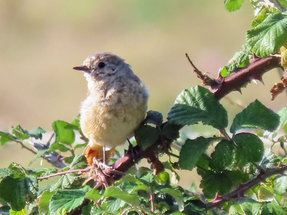 Female Redstart 