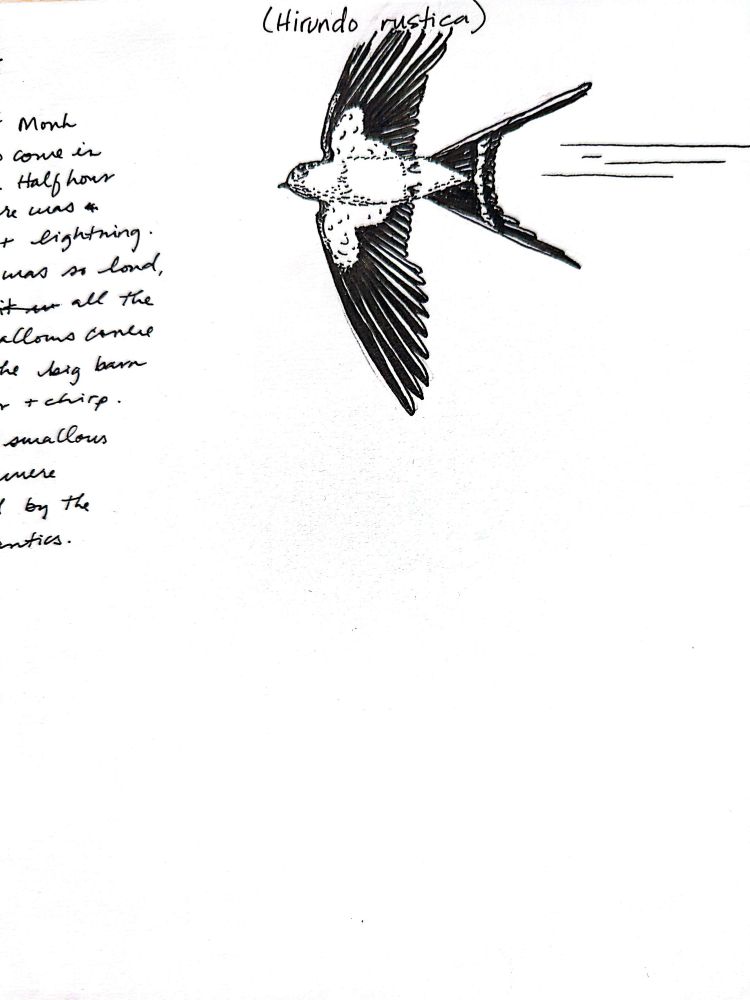 ink sketch of a barn swallow in flight, wings outstretched, seen from below. the left side of the page has multiple rows of handwriting that are cut off by the edge of the photograph.