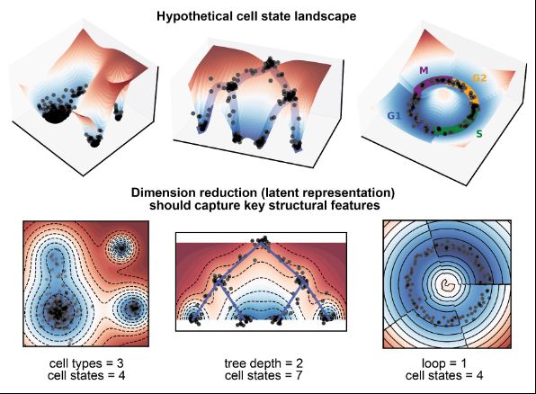 lineage landscapes and single cell data