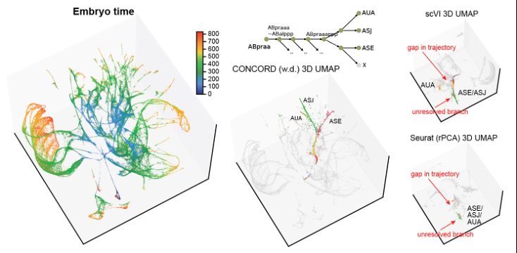 see lineage relationships in C. elegans developmental data sets