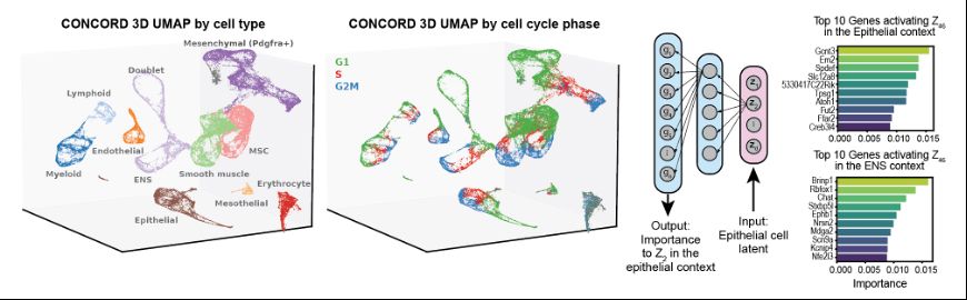 loops, cylinders and filaments in a gut developmental atlas