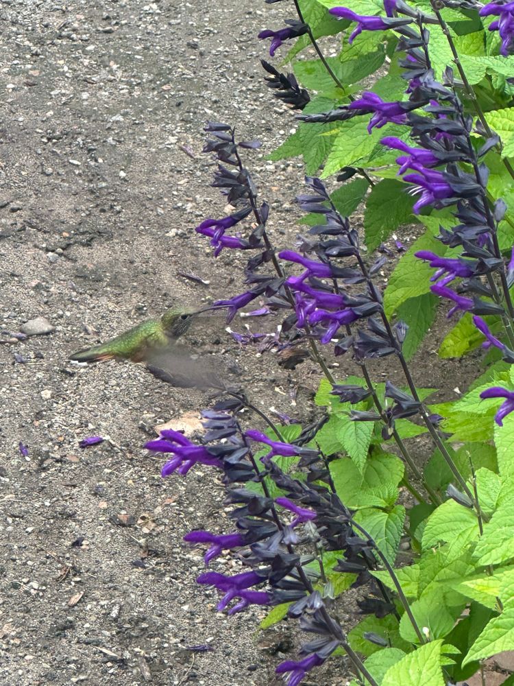 Hummingbird flying up to purple flowers