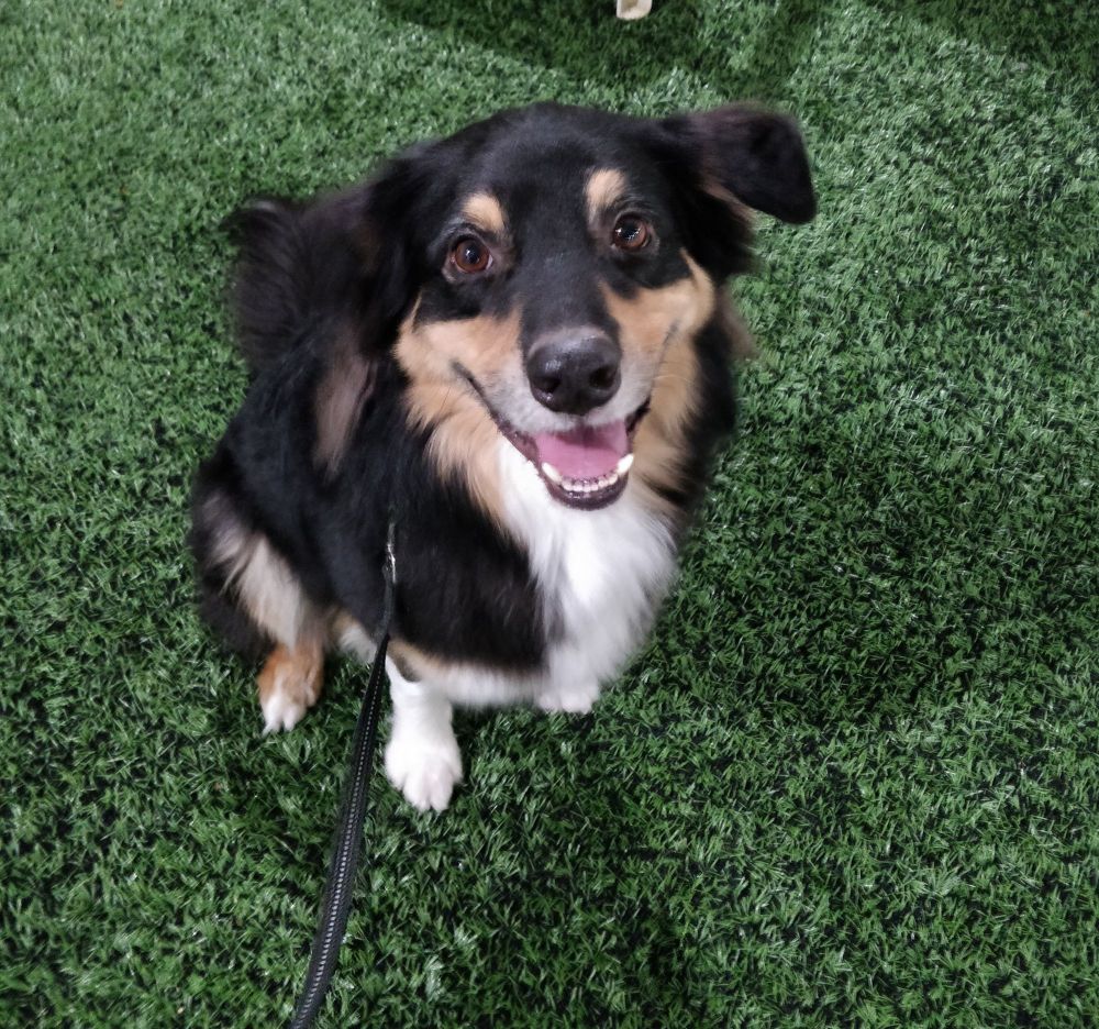 Australianpaimenkoira istuu iloisena agilityhallin ruohomatolla