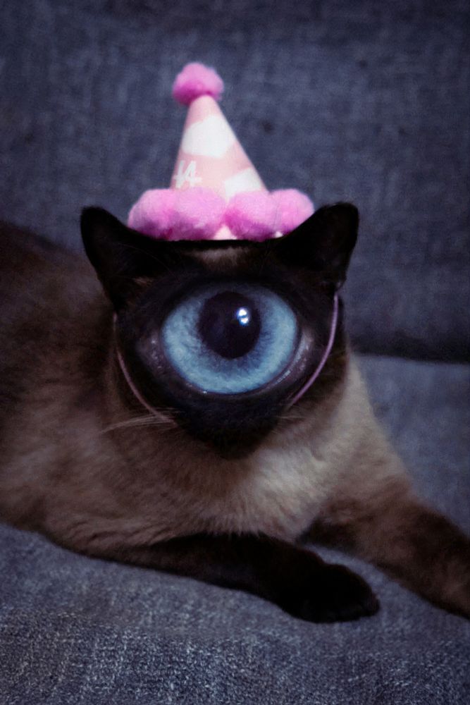 bean wearing his party hat looking at you with his big eye ·)