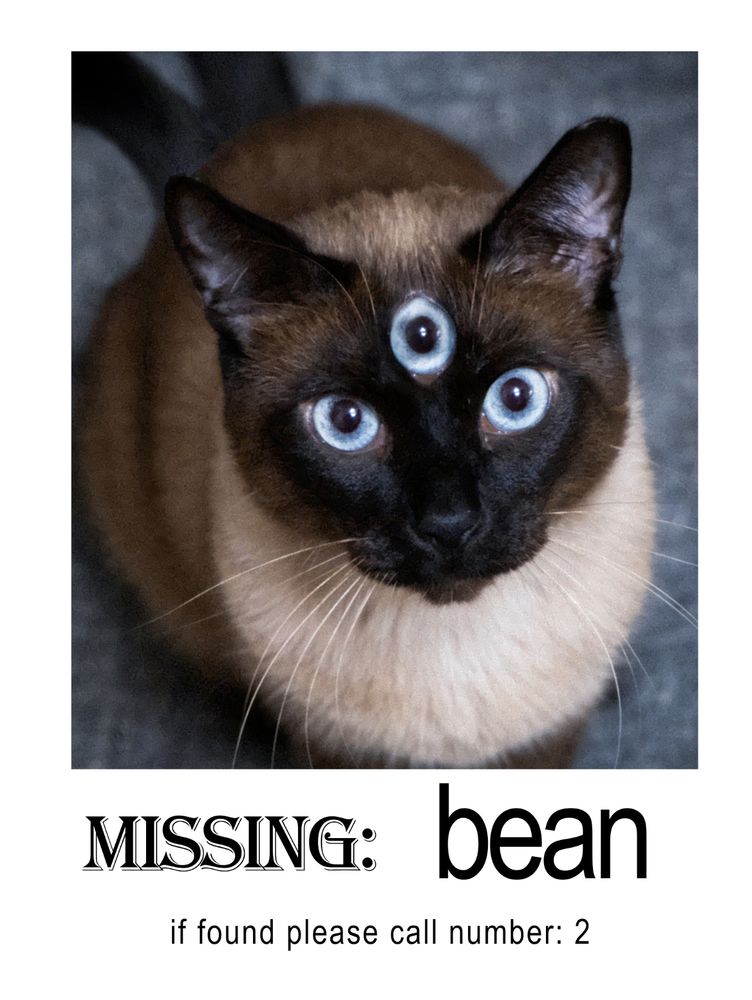 missing poster for a cat
"missing: bean. if found please call number: 2"