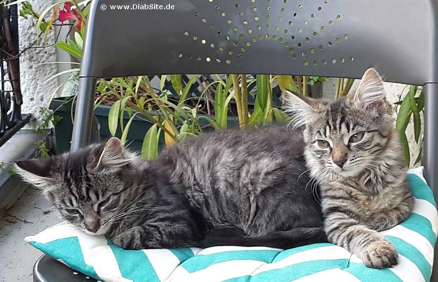 Alles Gute zum Weltkatzentag!