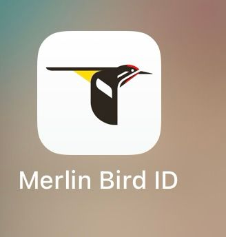The app icon for Merlin Bird ID. It is a sapsucker inspired by the artwork of Charley Harper. 
