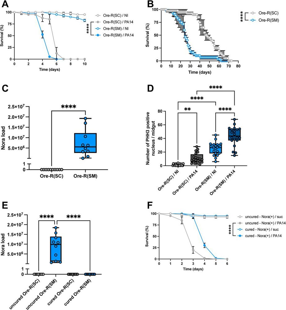 Many charts showing nora virus is behind severe lifespan reduction in flies