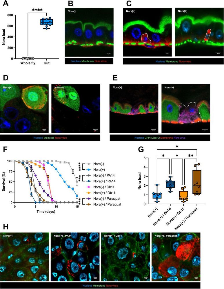 Fluorescence images showing nora virus antibody staining in intestinal stem cells (ISCs) in red.