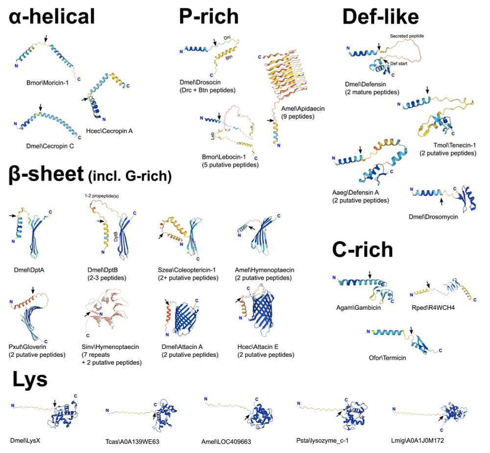 A comparison of protein structures for antimicrobial peptides of related gene families across insects, showing commonalities and unifying their naming conventions.