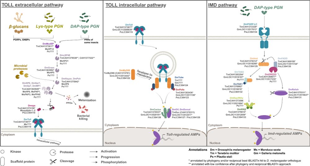 A diagram of Toll and IMD signalling regulation across insect species, with annotations of insect orthologues for their regulation.
