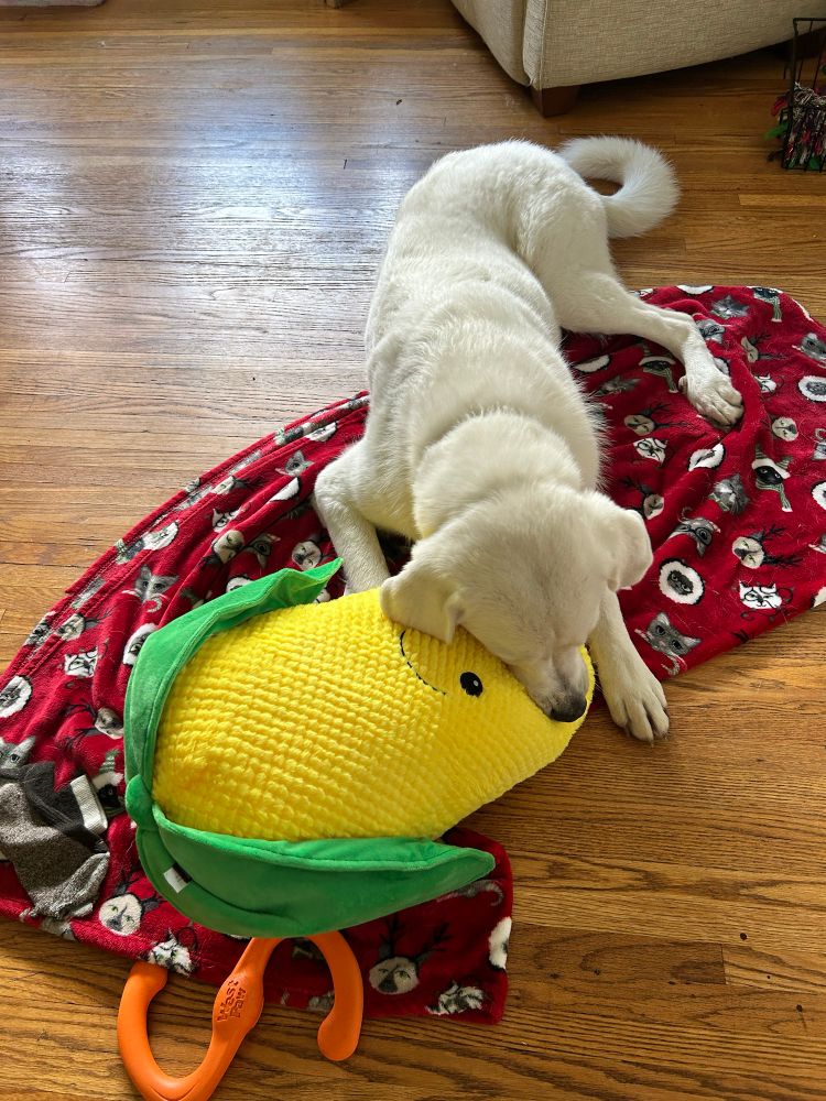 How it started: cute smiling stuffed ear of corn from Menards and a happy Pyrenees puppy 