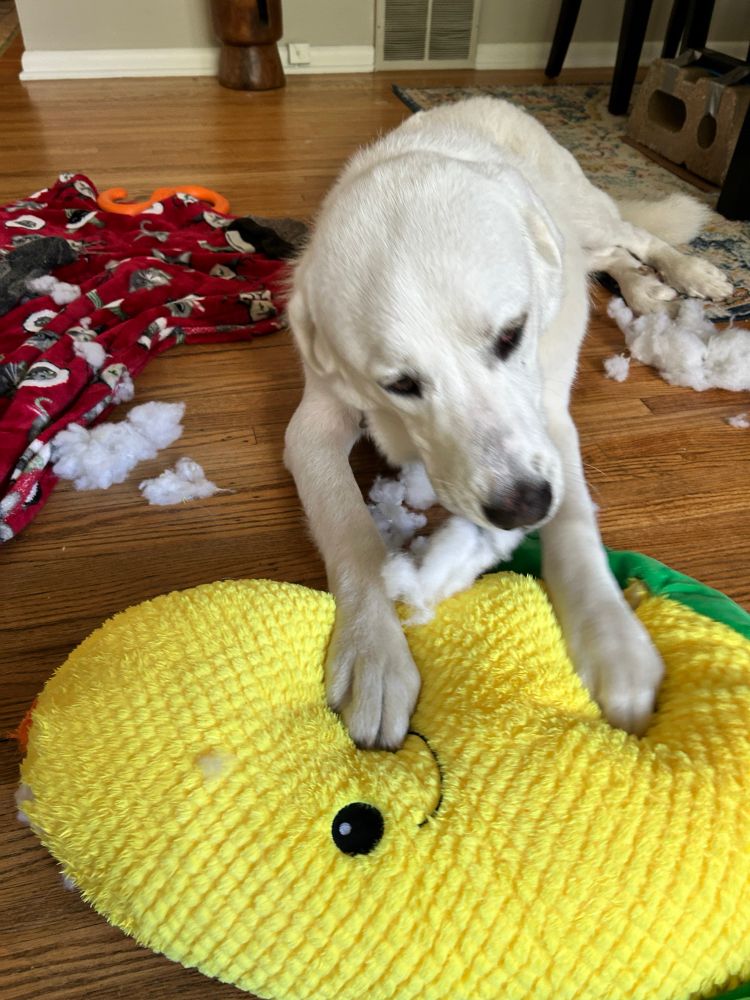 How it’s going: annihilation, fluffy innards everywhere 