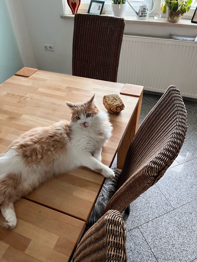 Dicker Kater auf Küchentisch mit einem Sellerie.