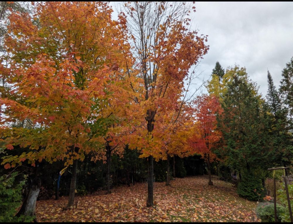 Maple trees, in the yard. Winding down peak.