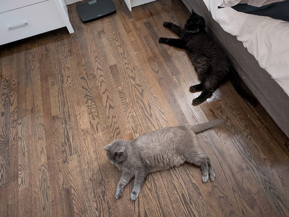 happy (grey) and ash hanging out in my room. they're my friend's cats, and I get to watch them until May. I don't know how to take care of cats, so if you do, please lecture me about it.