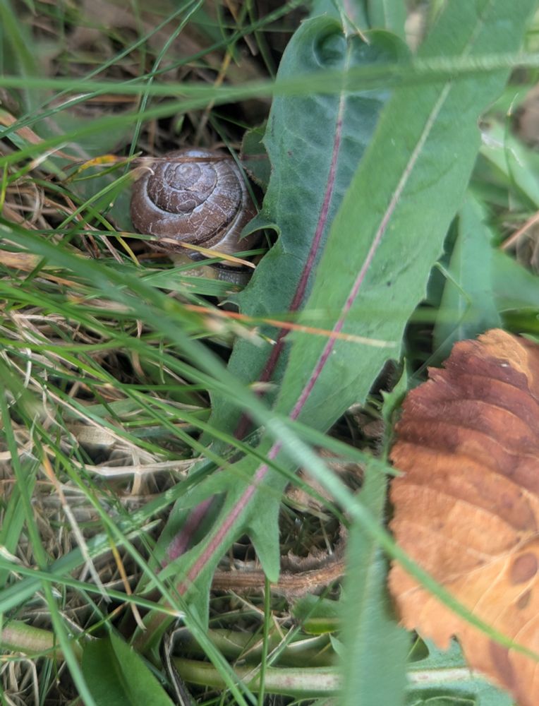 Large snail in grass 