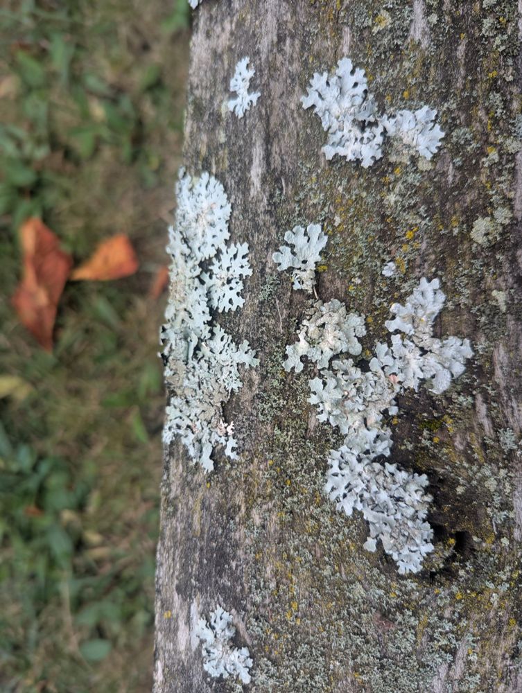 Fungus on a tree