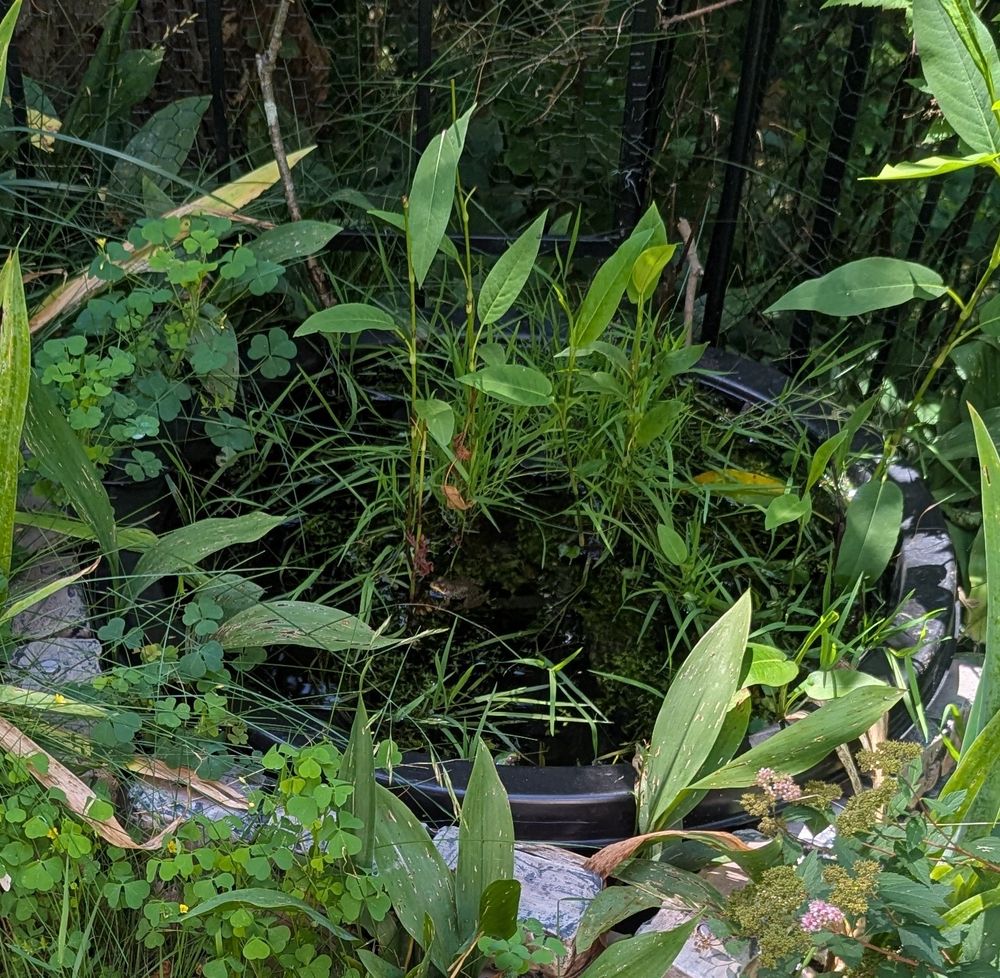 Small pond with foliage and tiny frog