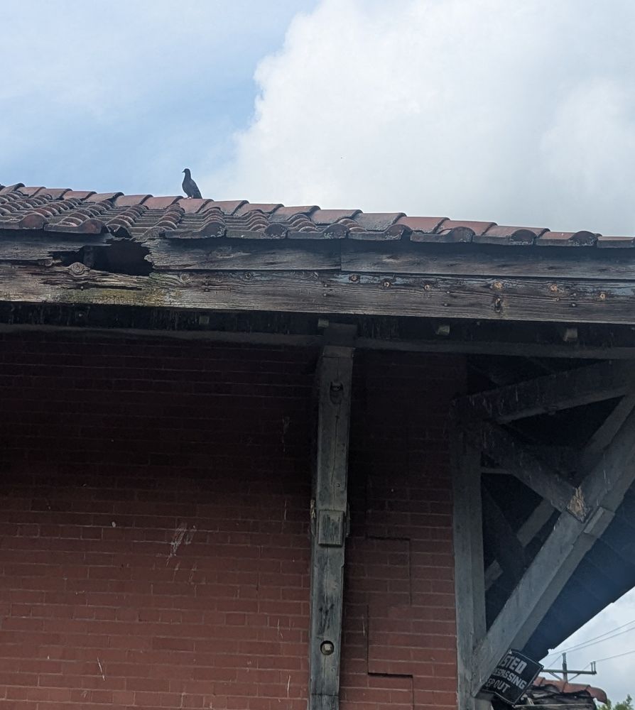 Pigeon on roof of old brick building 