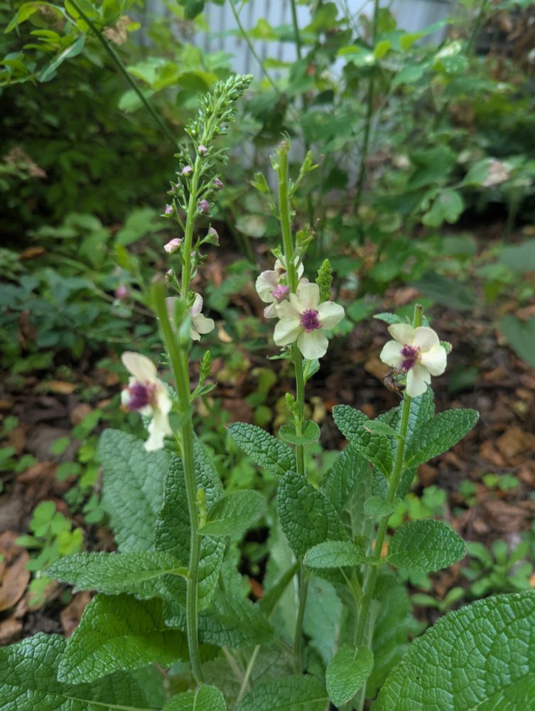 mullein plant with three stocks and cream and purple blossoms