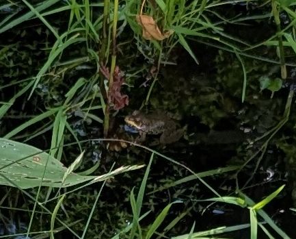 Closer look at frog in pond 