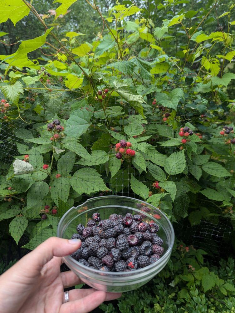 Bowl of blackberries held in front of blackberry bush