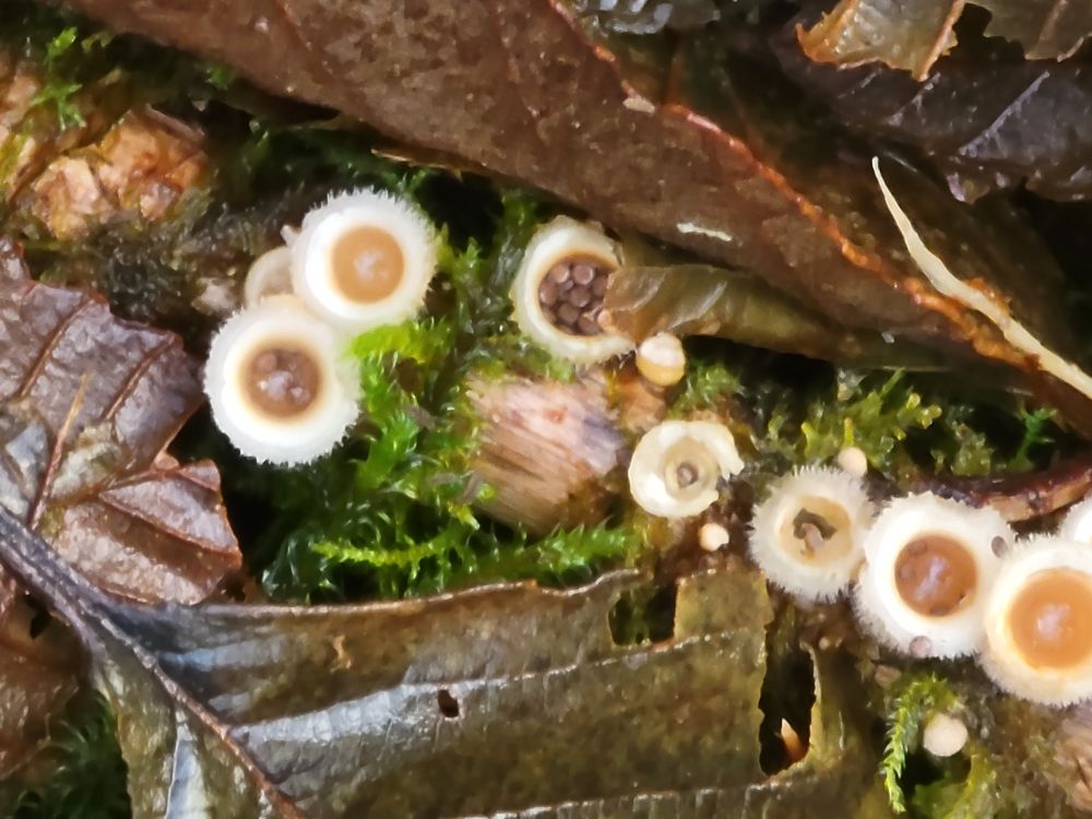 This is a new better pix of birds nest fungi with2 of them holding "eggs"