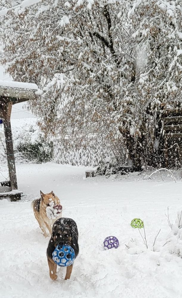 My blonde Shepard chasing my Black Shepard with a squished flat icy football jammed in her  mouth. Snowplay Is serious business!
Forks Wa. finally got some snow!