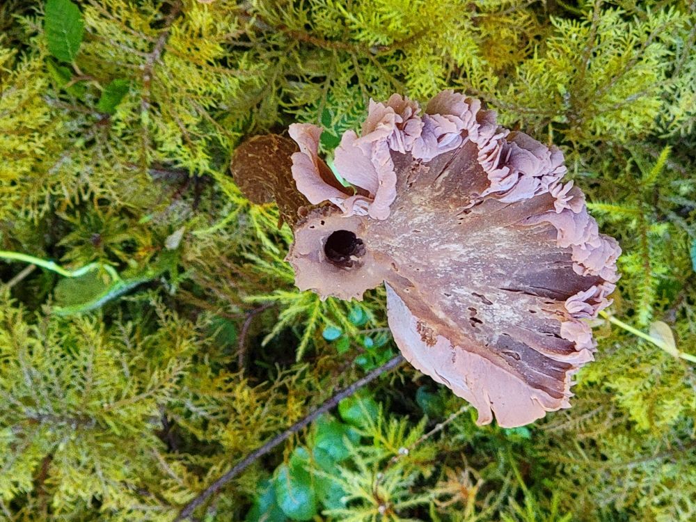 Ive never noticed these before. The same in all pix.