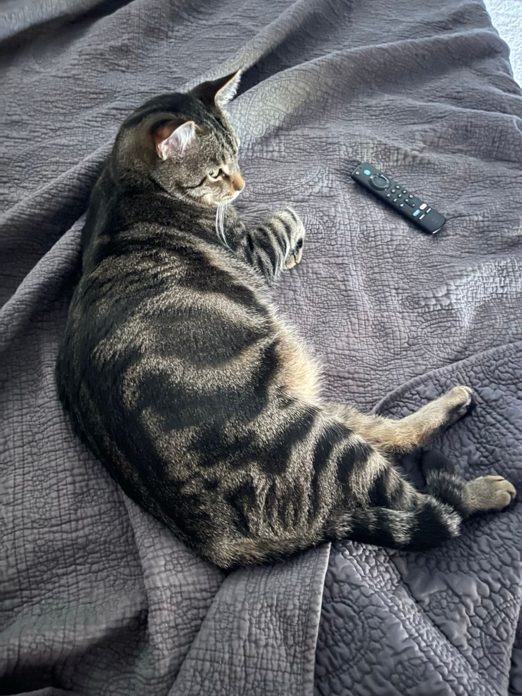 Male tabby, approximately one year old, resting on left side atop a dark gray single color quilt. 
