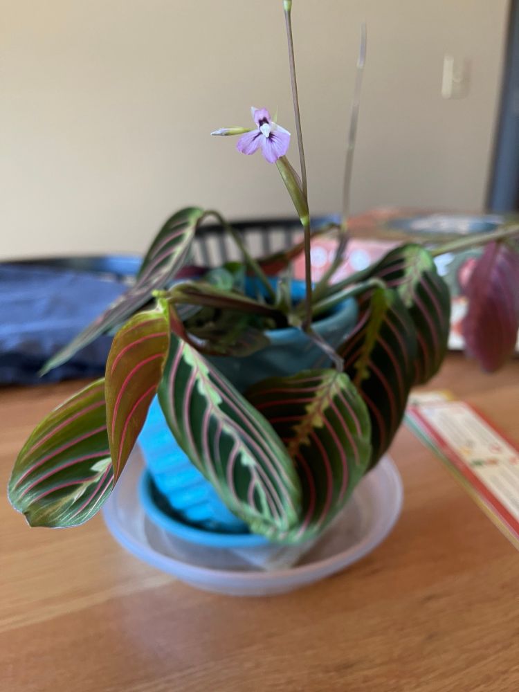 Prayer plant in a blue ceramic pot atop a wooden dining table with a newly opened lavender blossom. 
